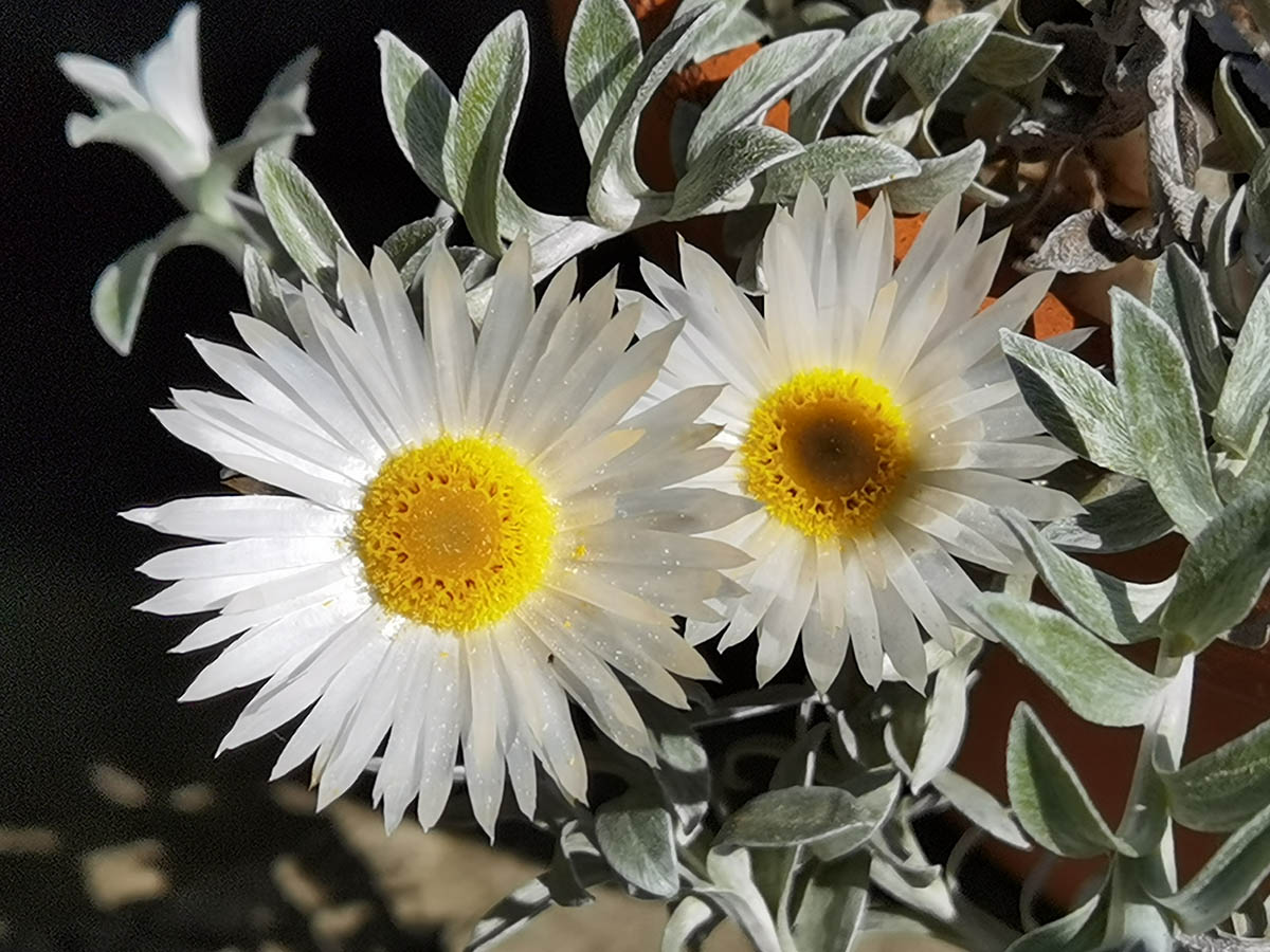Helichrysum retortum